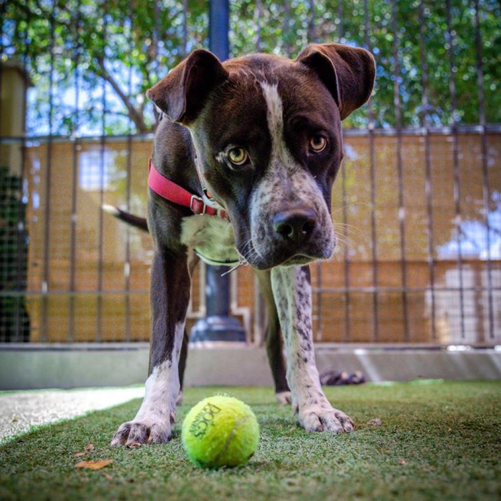 Chavez, an adoptable American Staffordshire Terrier, Boxer in Kanab, UT, 84741 | Photo Image 5