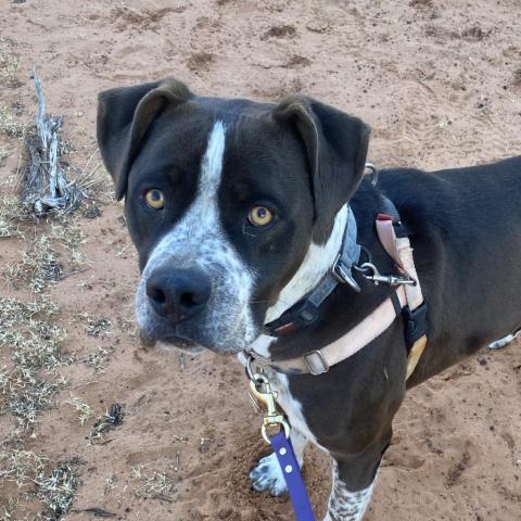 Chavez, an adoptable American Staffordshire Terrier, Boxer in Kanab, UT, 84741 | Photo Image 6