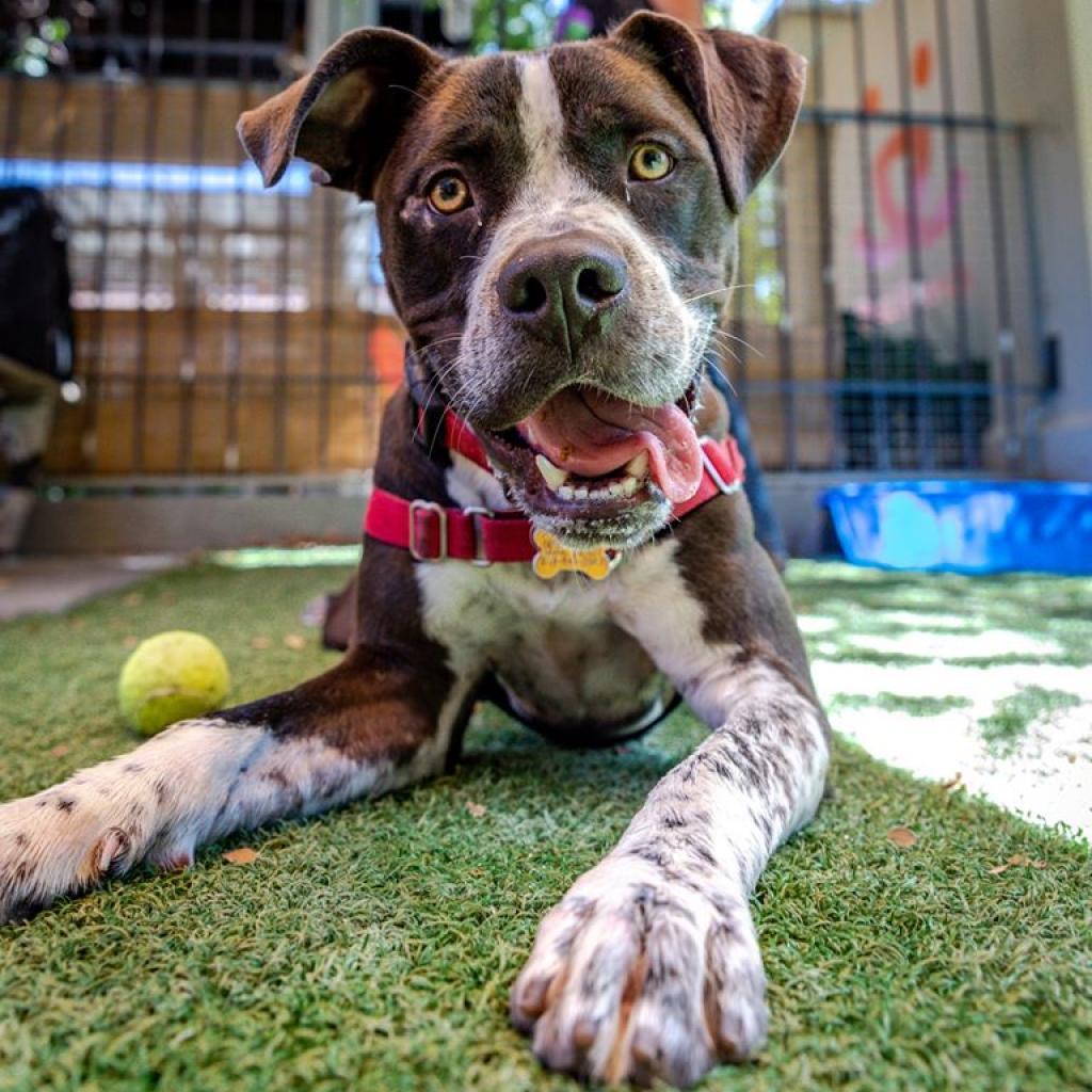 Chavez, an adoptable American Staffordshire Terrier, Boxer in Kanab, UT, 84741 | Photo Image 6