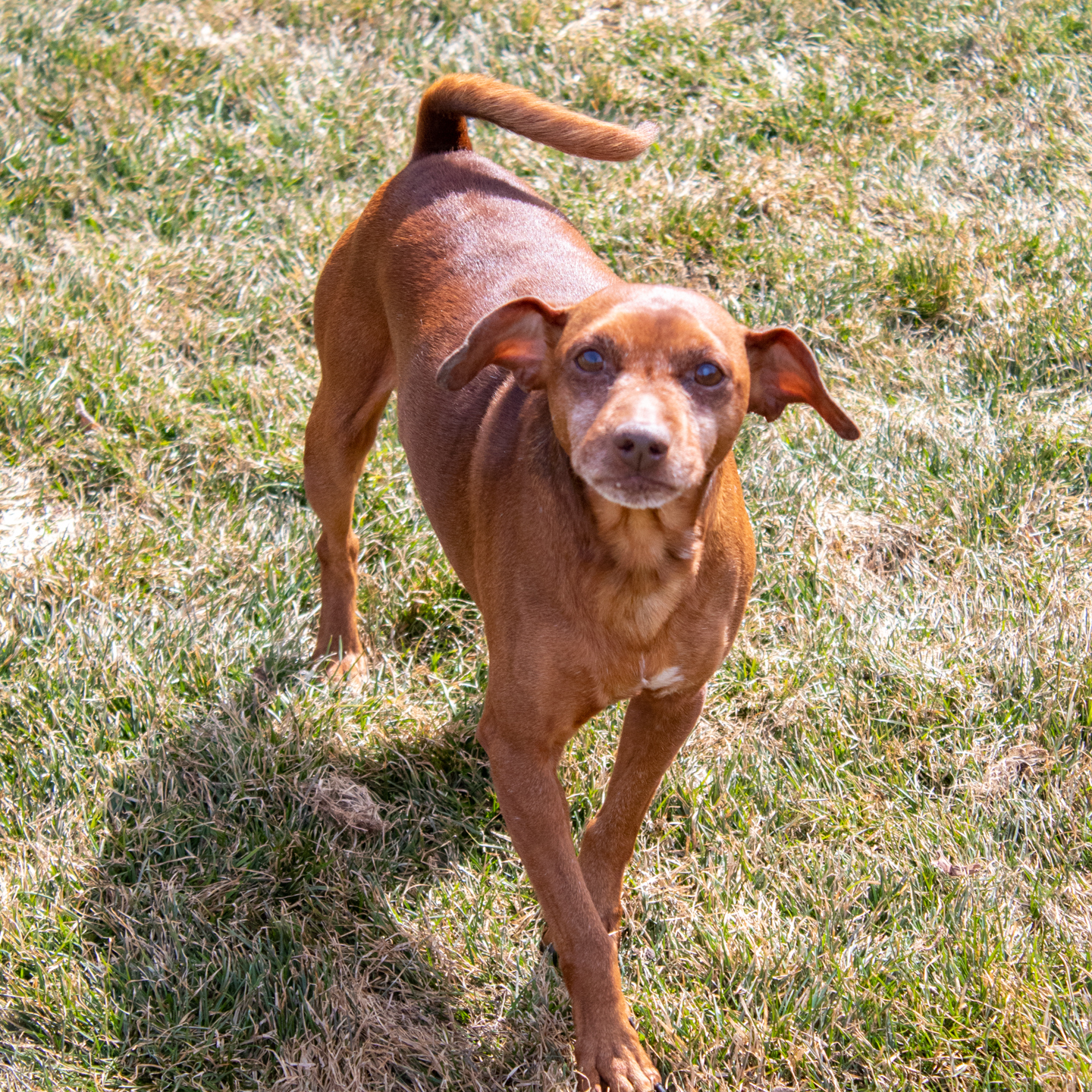 Raisin Bran, an adoptable Chihuahua in Watertown, WI, 53094 | Photo Image 1