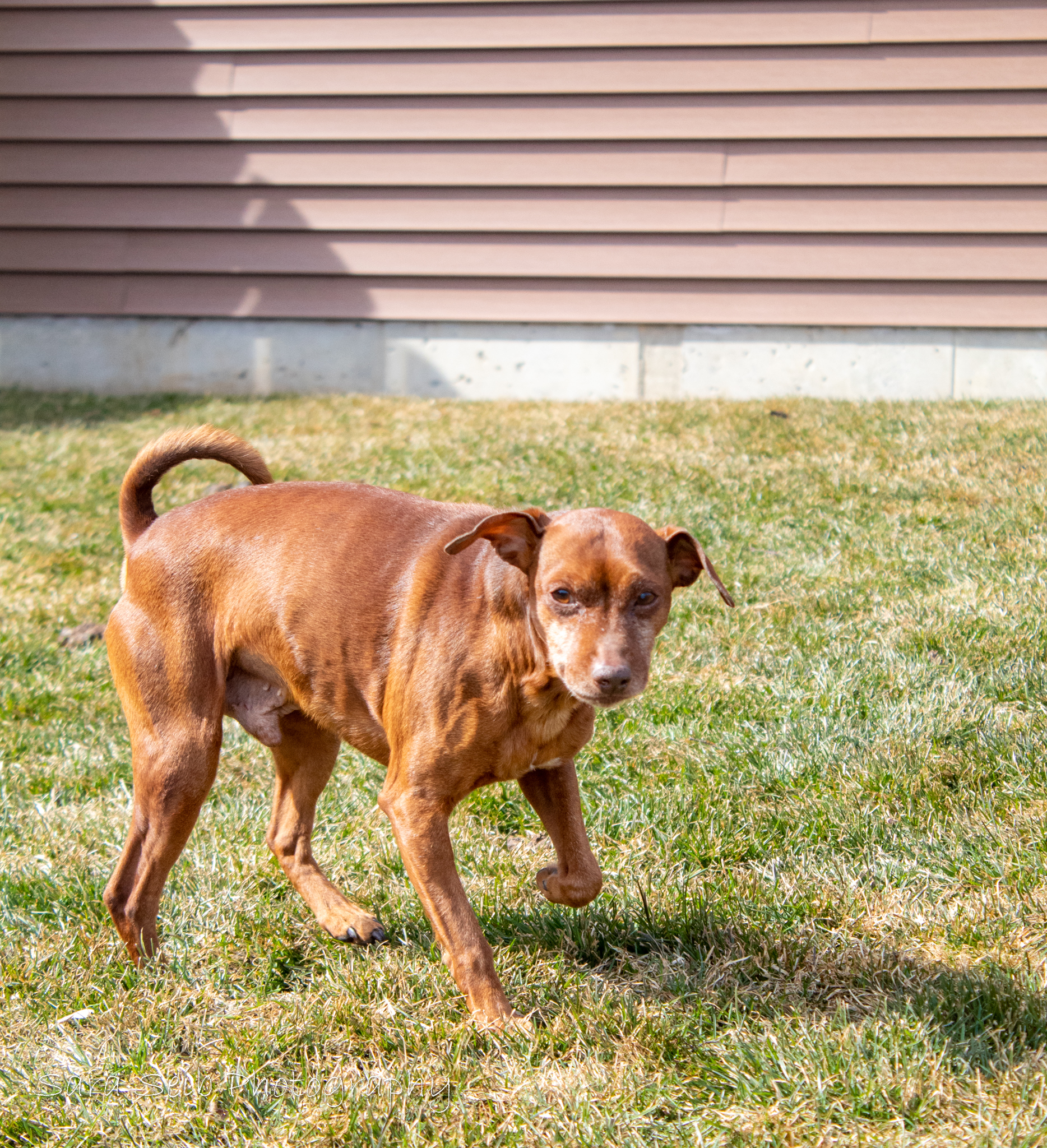 Raisin Bran, an adoptable Chihuahua in Watertown, WI, 53094 | Photo Image 2