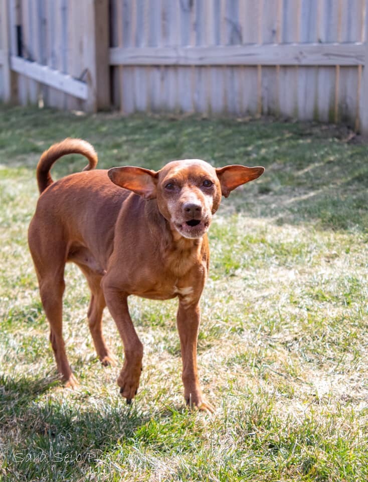 Raisin Bran, an adoptable Chihuahua in Watertown, WI, 53094 | Photo Image 3