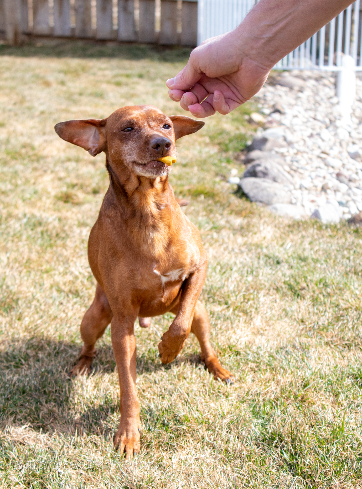 Raisin Bran, an adoptable Chihuahua in Watertown, WI, 53094 | Photo Image 4