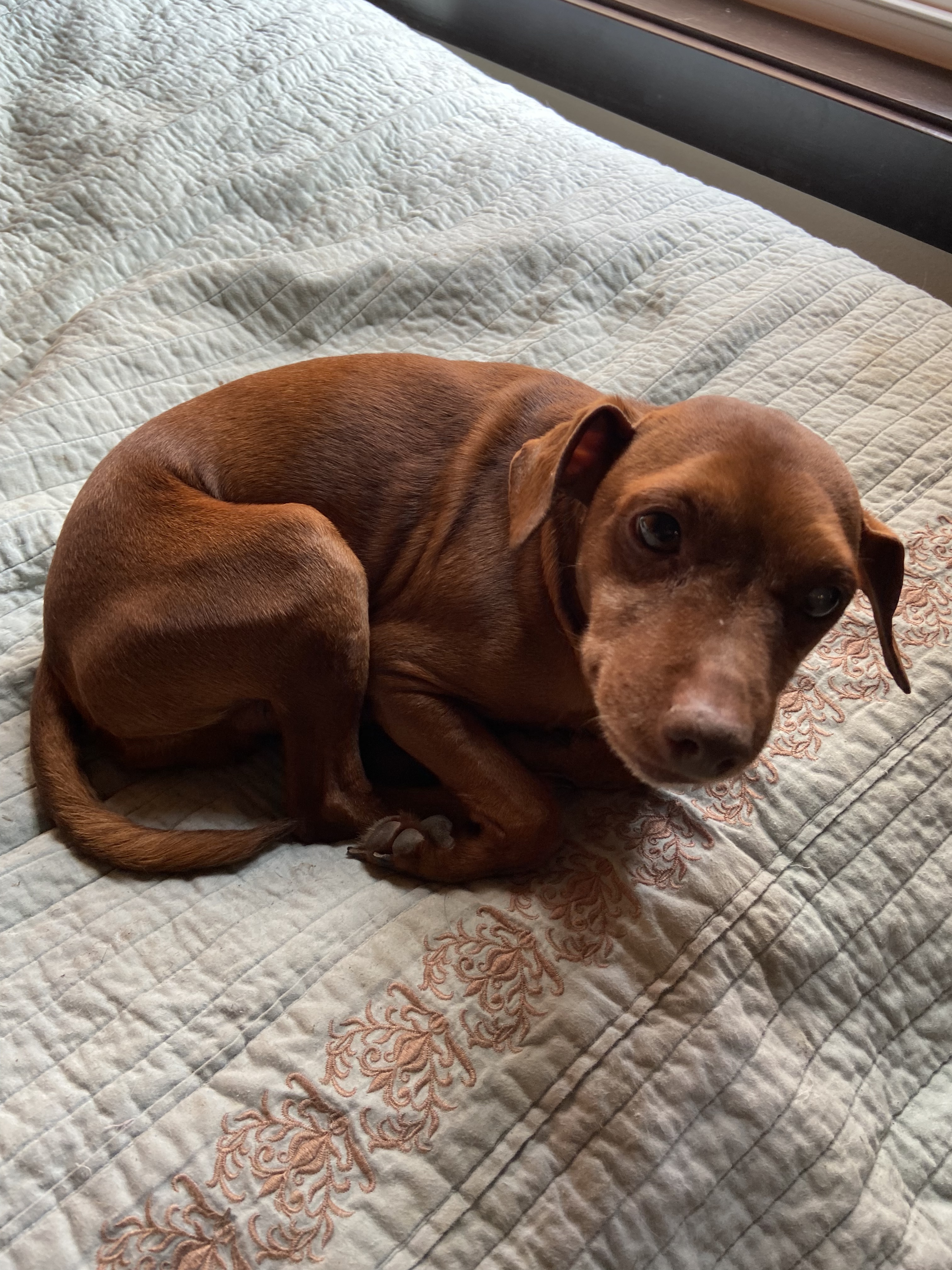 Raisin Bran, an adoptable Chihuahua in Watertown, WI, 53094 | Photo Image 6