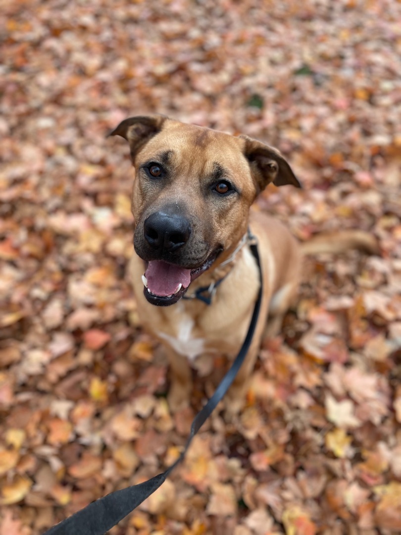 Andre, an adoptable German Shepherd Dog, Mixed Breed in Frankfort, IN, 46041 | Photo Image 4