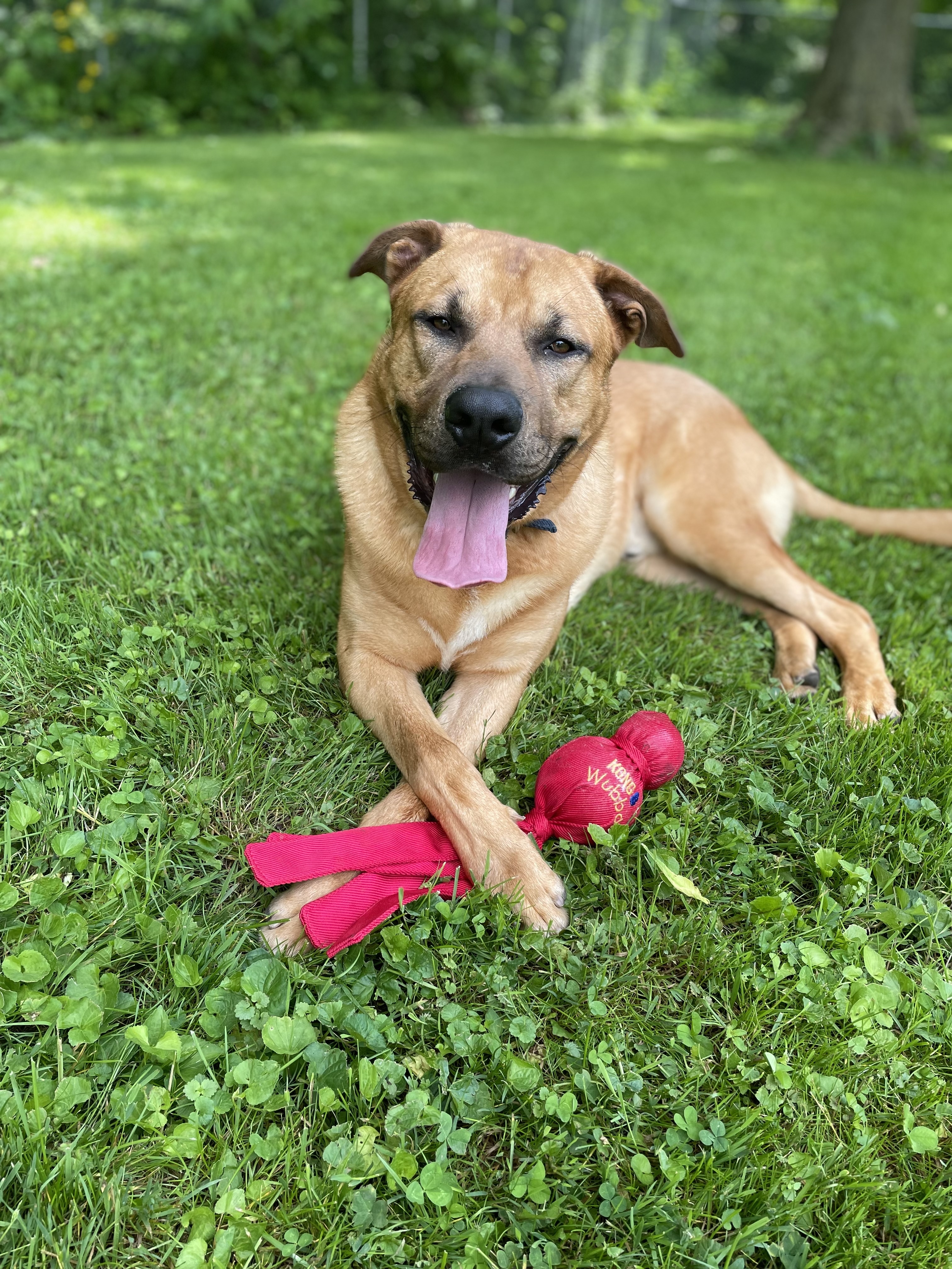 Andre, an adoptable German Shepherd Dog, Mixed Breed in Frankfort, IN, 46041 | Photo Image 6