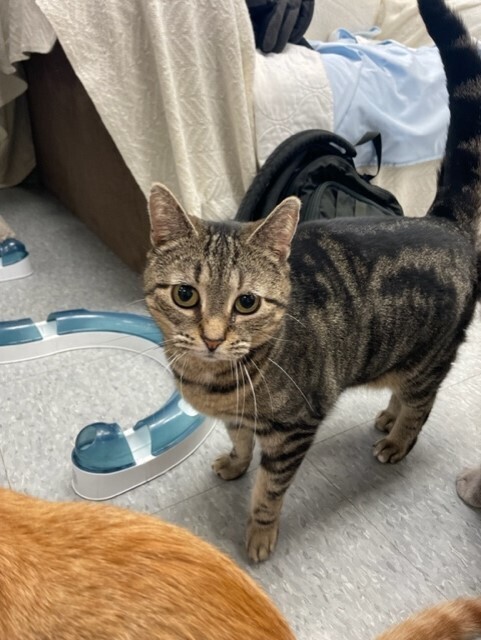 Willow, an adoptable Domestic Short Hair in Greene, NY, 13778 | Photo Image 1