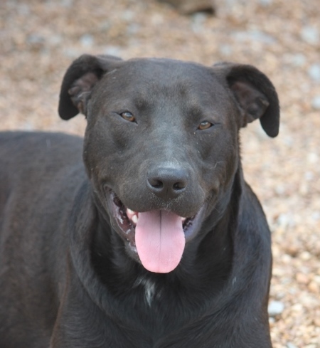 Black Dog, an adoptable Terrier in Wynne, AR, 72396 | Photo Image 1