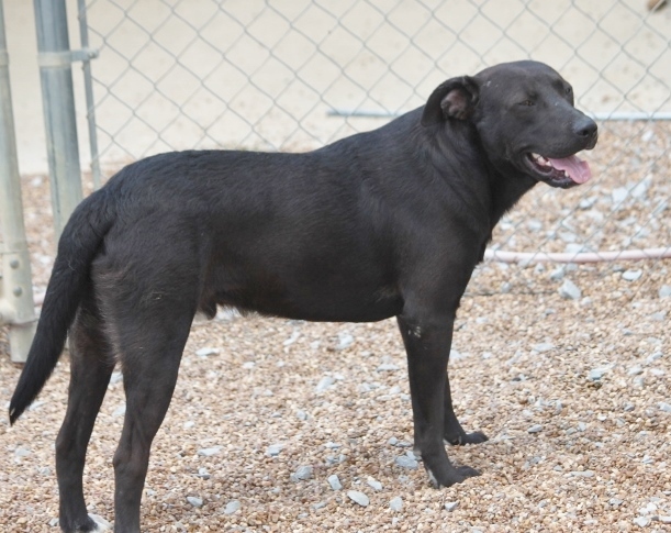 Black Dog, an adoptable Terrier in Wynne, AR, 72396 | Photo Image 2