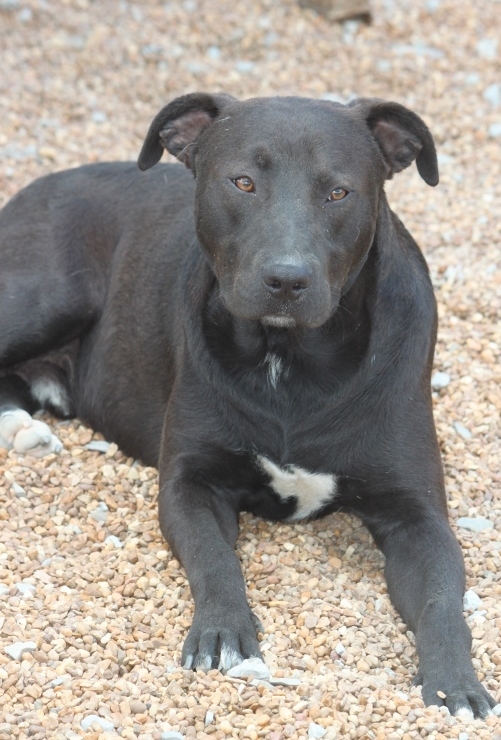Black Dog, an adoptable Terrier in Wynne, AR, 72396 | Photo Image 3