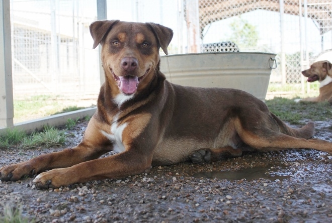 Mister, an adoptable Hound in Wynne, AR, 72396 | Photo Image 4