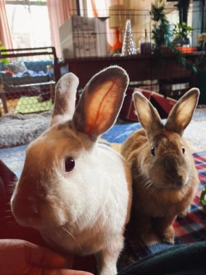 Cher + Dionne - bonded pair!, Adult Female unknown