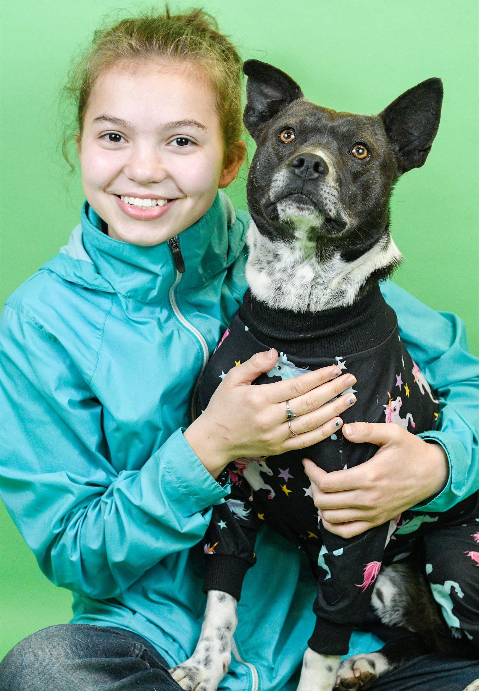 Ringo, an adoptable Terrier in Holly Springs, MS, 38635 | Photo Image 1