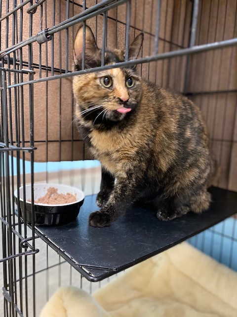 Cat For Adoption Cali Girl Petsmart In Lawrence Iowa Street A Tortoiseshell In Lawrence Ks Petfinder