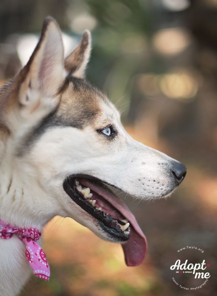 Astra, an adopted Siberian Husky in Kingwood, TX_image-2