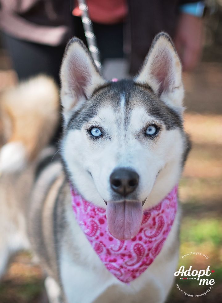 Astra, an adopted Siberian Husky in Kingwood, TX_image-1