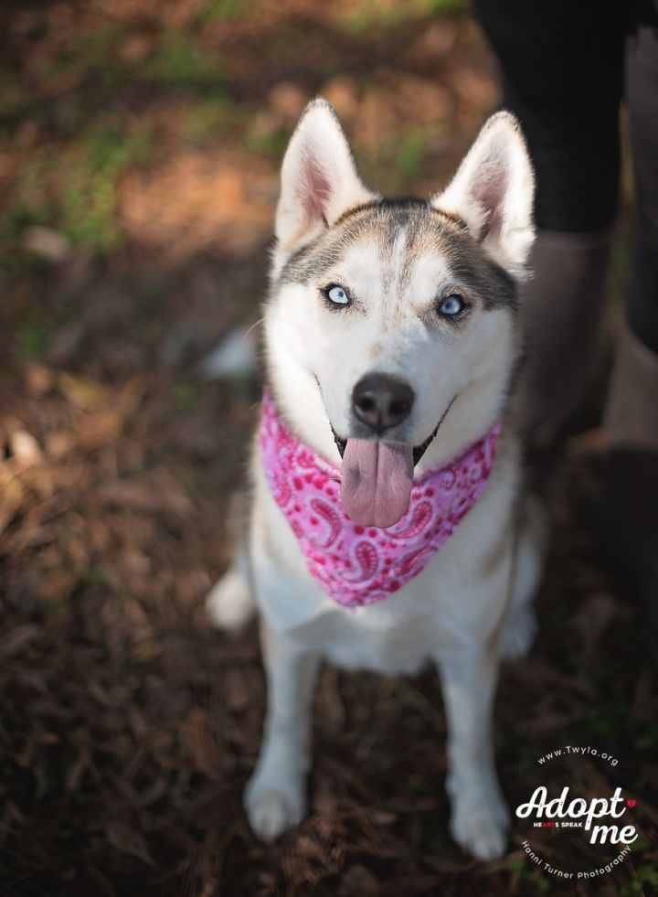 Astra, an adopted Siberian Husky in Kingwood, TX_image-4