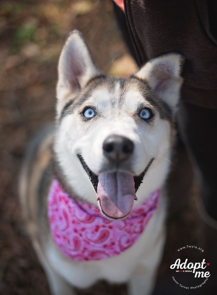 Astra, an adopted Siberian Husky in Kingwood, TX_image-6
