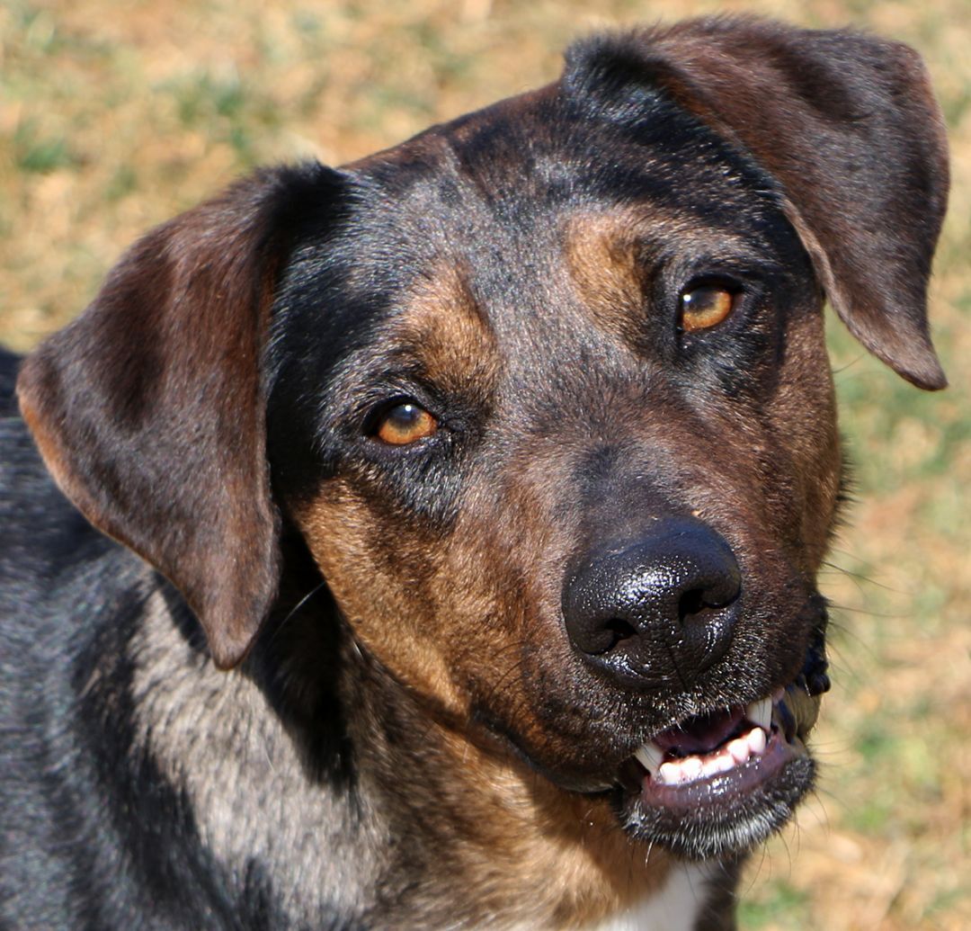 Abigail, an adoptable Catahoula Leopard Dog, Mixed Breed in Charles Town, WV, 25414 | Photo Image 1