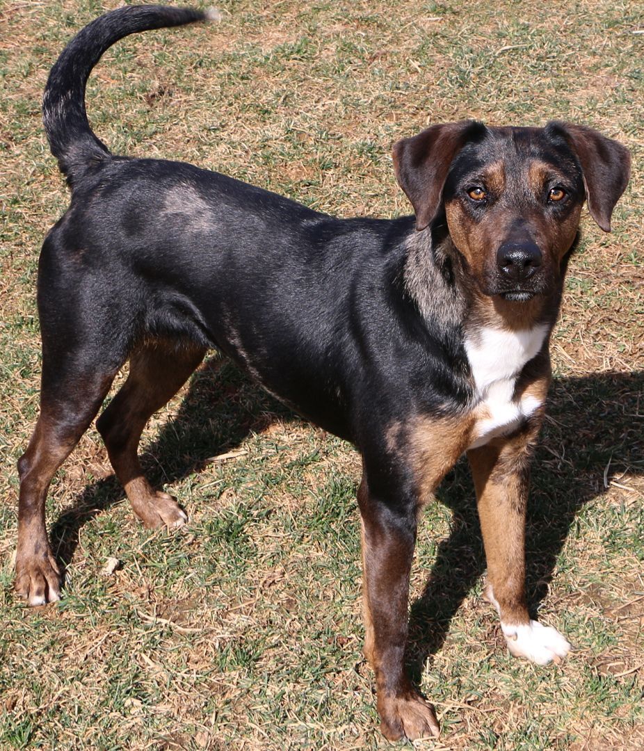 Abigail, an adoptable Catahoula Leopard Dog, Mixed Breed in Charles Town, WV, 25414 | Photo Image 2