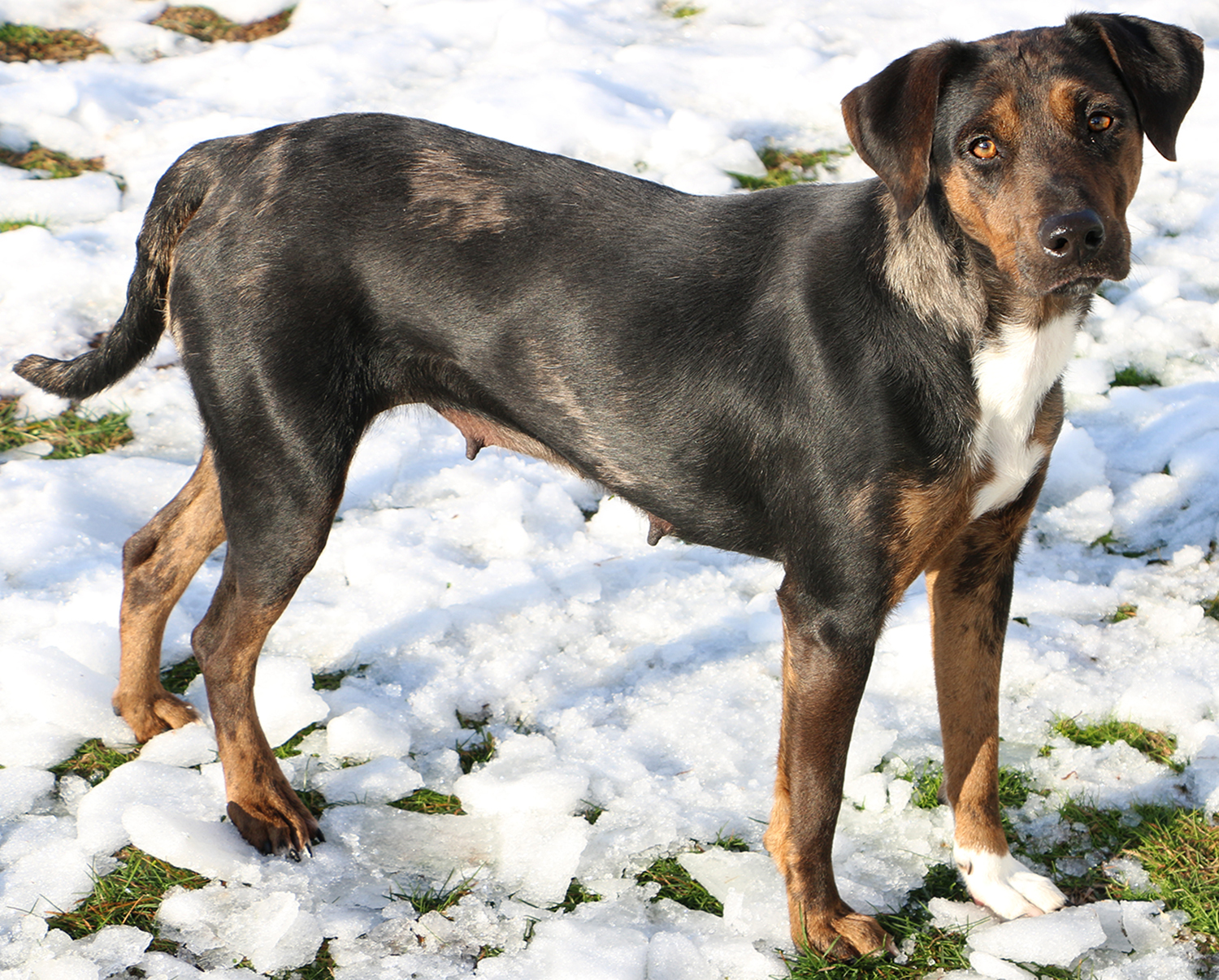 Abigail, an adoptable Catahoula Leopard Dog, Mixed Breed in Charles Town, WV, 25414 | Photo Image 3