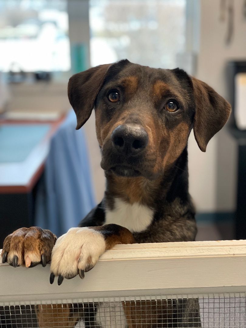 Abigail, an adoptable Catahoula Leopard Dog, Mixed Breed in Charles Town, WV, 25414 | Photo Image 4