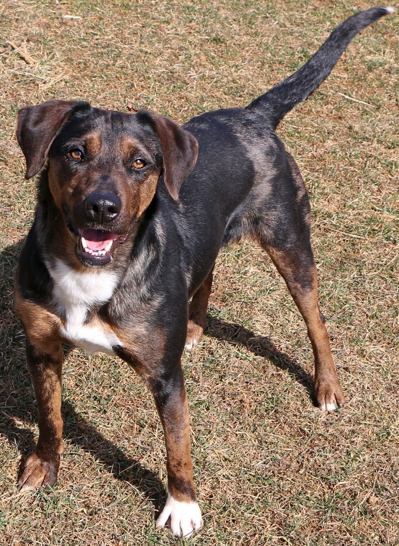 Abigail, an adoptable Catahoula Leopard Dog, Mixed Breed in Charles Town, WV, 25414 | Photo Image 5
