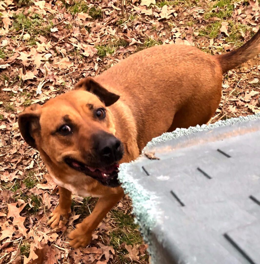 Amelia, an adoptable Labrador Retriever, Shepherd in Greenfield, TN, 38230 | Photo Image 5