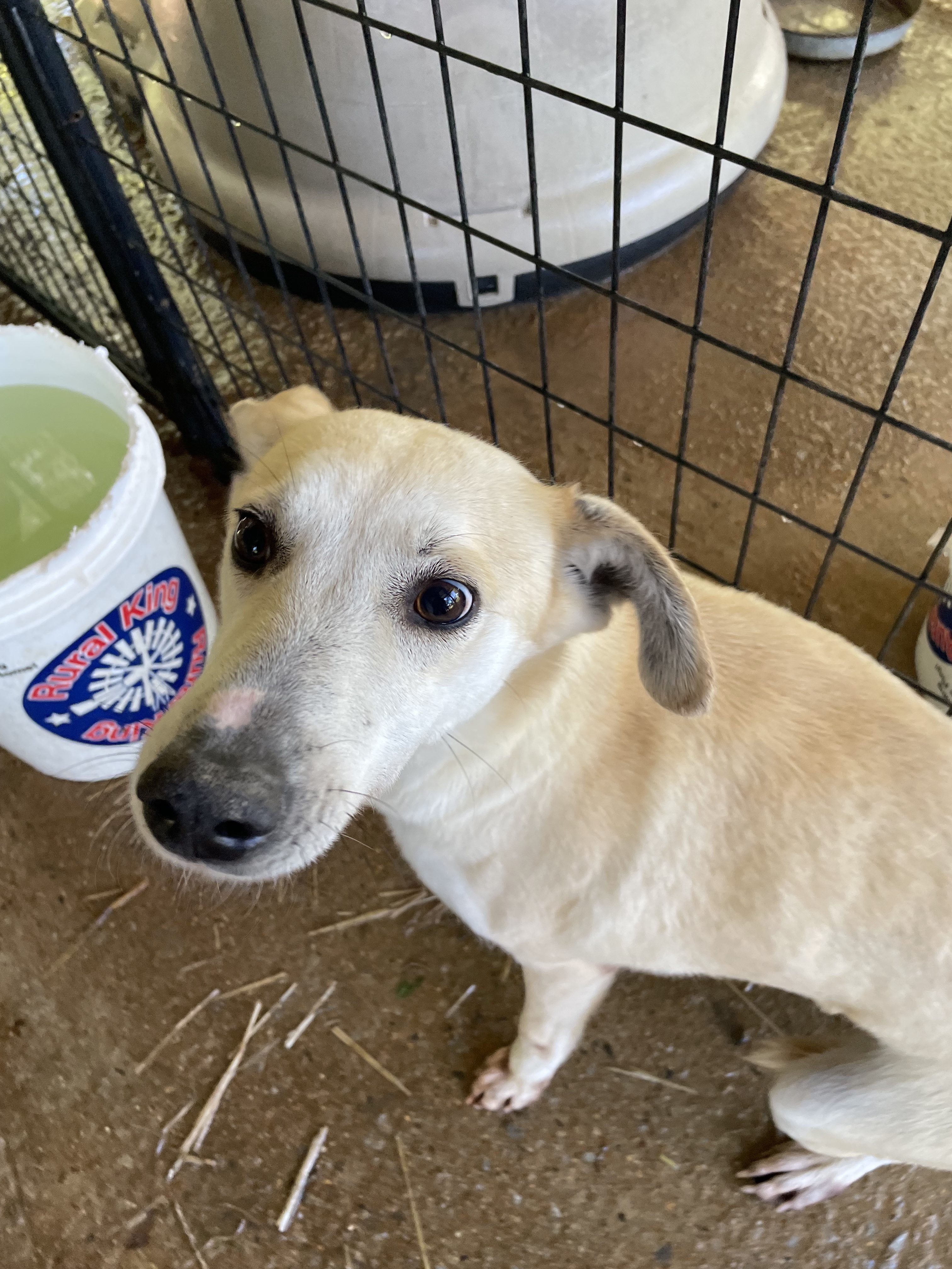 Calamity Jane, an adoptable Terrier, Mixed Breed in Greenfield, TN, 38230 | Photo Image 2