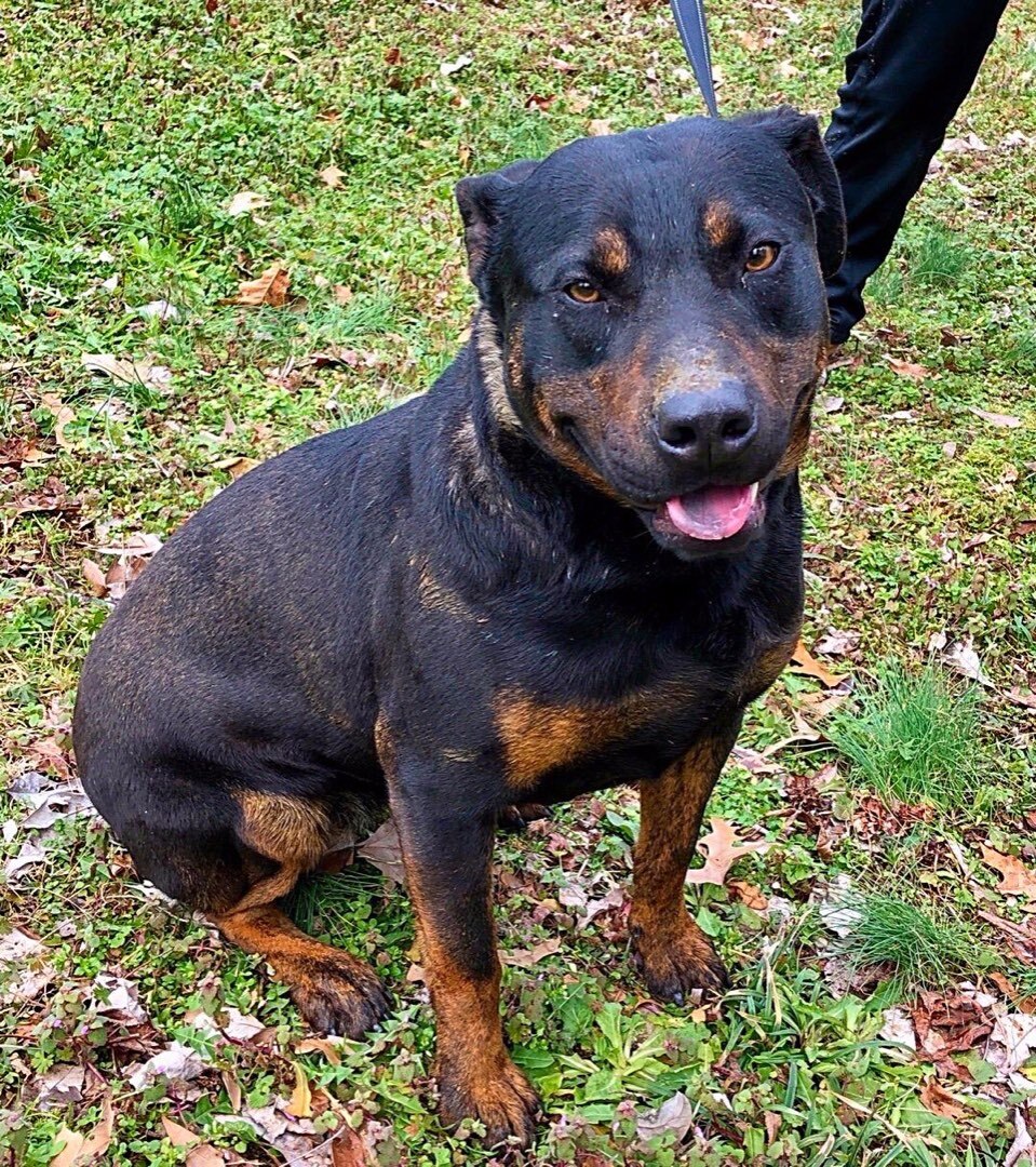 Belle, an adoptable Terrier, Rottweiler in Greenfield, TN, 38230 | Photo Image 1