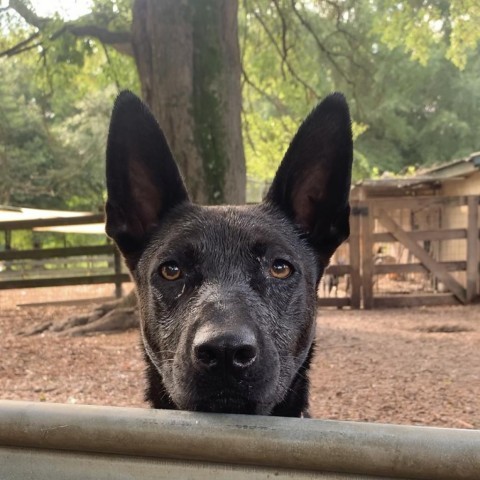 Gemma, an adoptable Shepherd, English Bulldog in Peachtree City, GA, 30269 | Photo Image 6