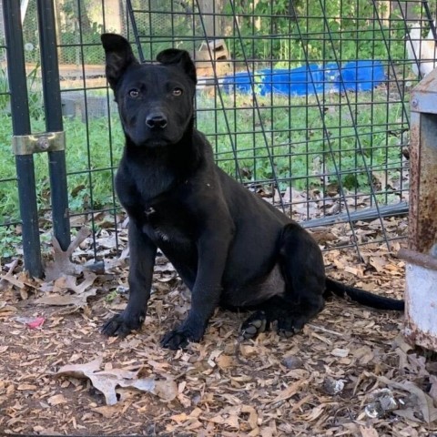 Gemma, an adoptable Shepherd, English Bulldog in Peachtree City, GA, 30269 | Photo Image 6