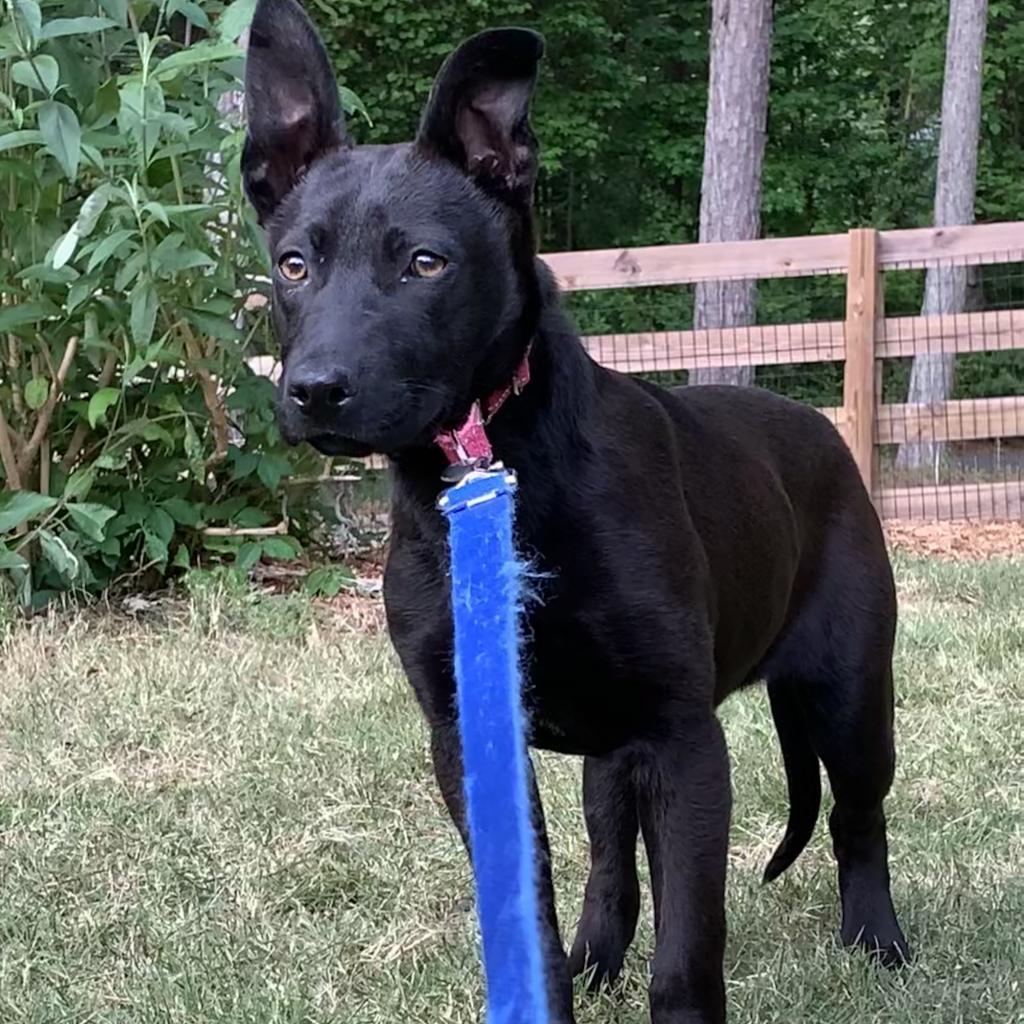 Gemma, an adoptable Shepherd, English Bulldog in Peachtree City, GA, 30269 | Photo Image 6