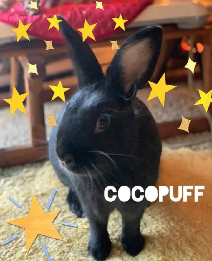 Coco Puff 1