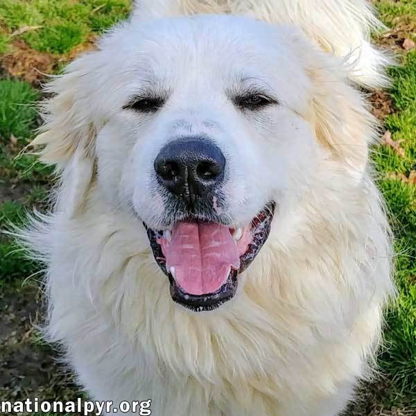 Henry in NY - A Happy Boy Who Loves to Play!, an adoptable Great Pyrenees in Albany, NY, 12203 | Photo Image 2
