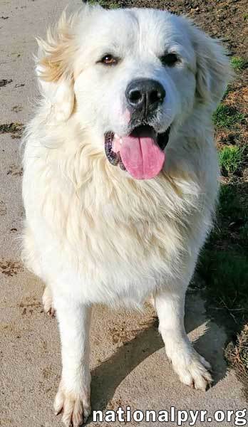 Henry in NY - A Happy Boy Who Loves to Play!, an adoptable Great Pyrenees in Albany, NY, 12203 | Photo Image 4