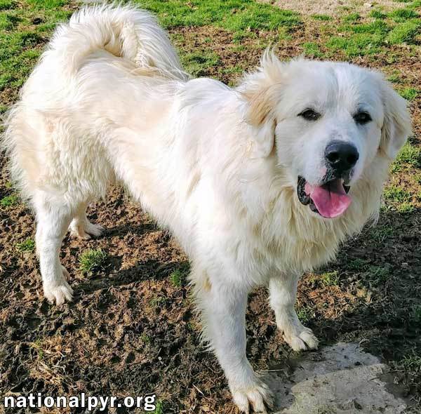 Henry in NY - A Happy Boy Who Loves to Play!, an adoptable Great Pyrenees in Albany, NY, 12203 | Photo Image 6