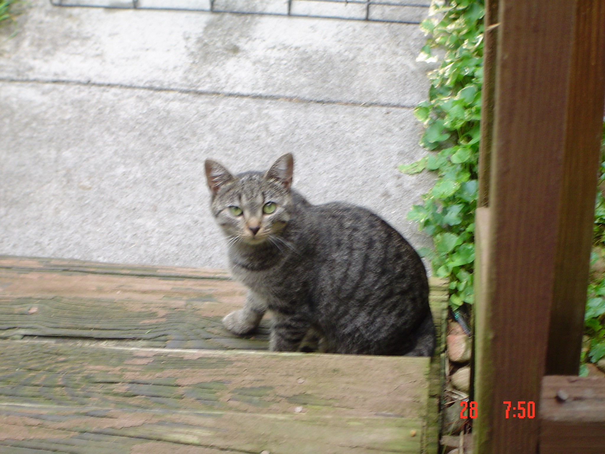 Dorrie, an adoptable Tabby in Bristol, TN, 37620 | Photo Image 2
