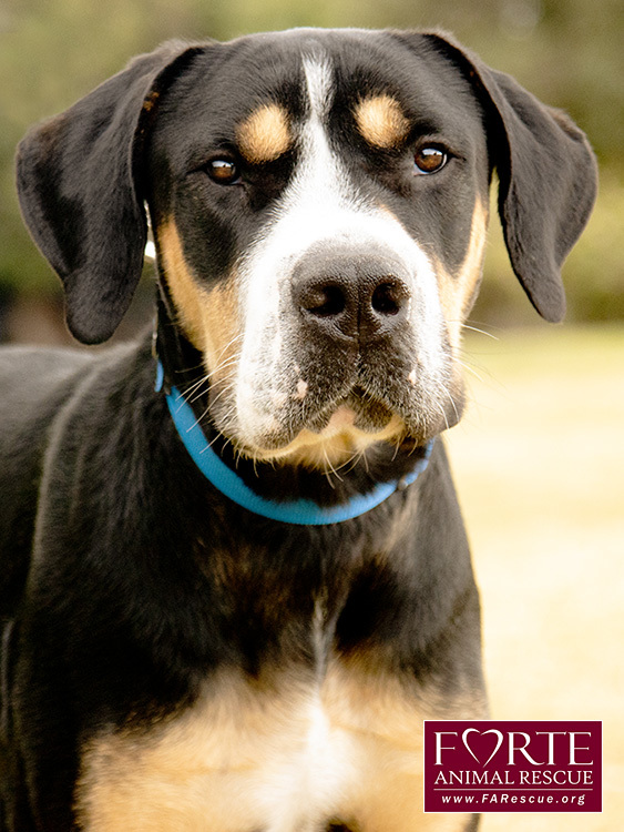 Milton, an adoptable Greater Swiss Mountain Dog, Coonhound in Marina Del Rey, CA, 90292 | Photo Image 2