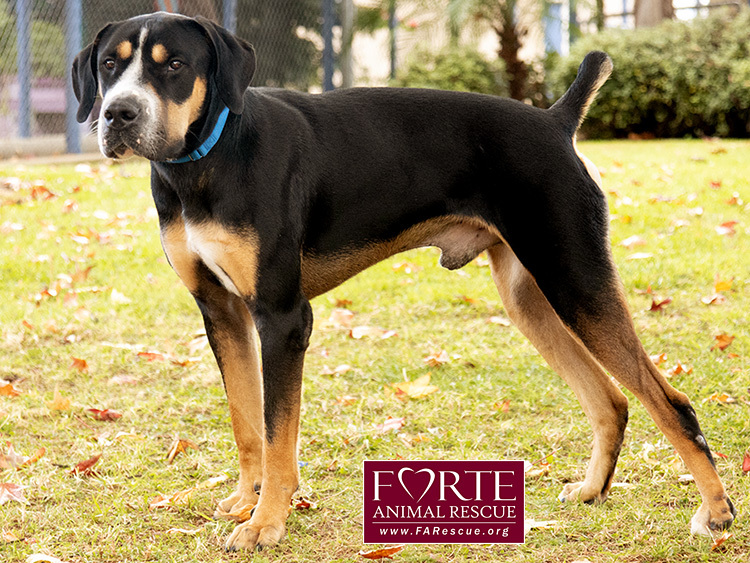 Milton, an adoptable Greater Swiss Mountain Dog, Coonhound in Marina Del Rey, CA, 90292 | Photo Image 4