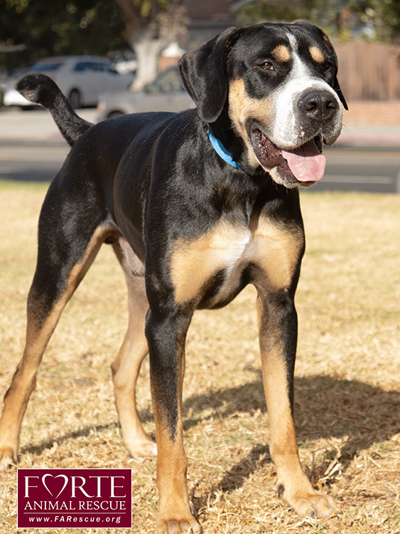 Milton, an adoptable Greater Swiss Mountain Dog, Coonhound in Marina Del Rey, CA, 90292 | Photo Image 6