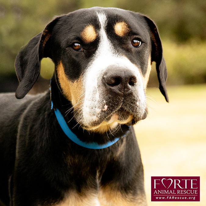 Milton, an adoptable Greater Swiss Mountain Dog, Coonhound in Marina Del Rey, CA, 90292 | Photo Image 8