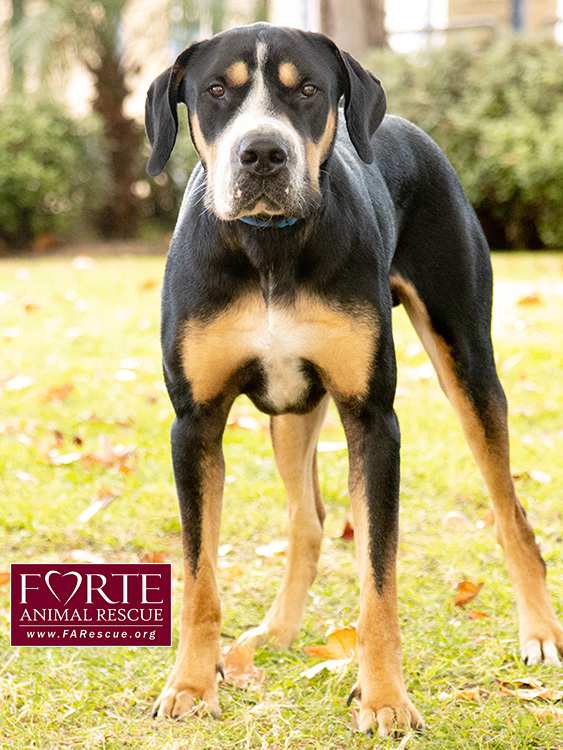 Milton, an adoptable Greater Swiss Mountain Dog, Coonhound in Marina Del Rey, CA, 90292 | Photo Image 10