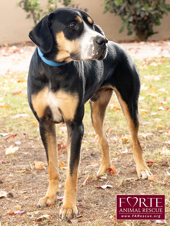 Milton, an adoptable Greater Swiss Mountain Dog, Coonhound in Marina Del Rey, CA, 90292 | Photo Image 12