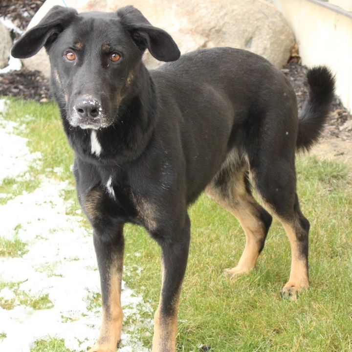 Dog for adoption - Bo, a Shepherd Mix in Eaton, OH | Petfinder