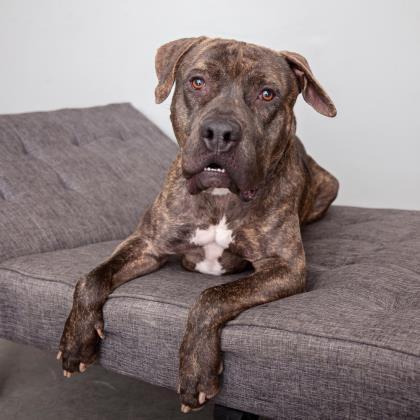 Buzz Lightyear, an adoptable American Staffordshire Terrier in Kanab, UT, 84741 | Photo Image 1