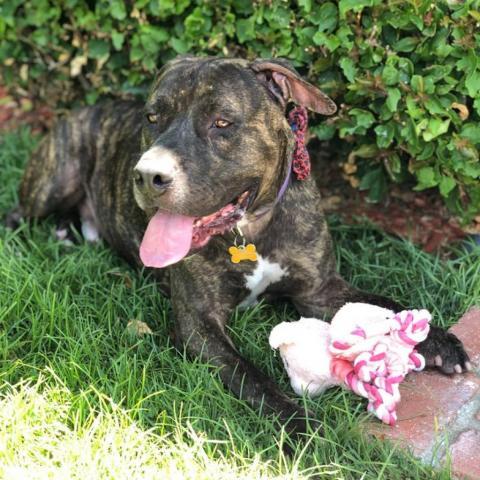 Buzz Lightyear, an adoptable American Staffordshire Terrier in Kanab, UT, 84741 | Photo Image 2