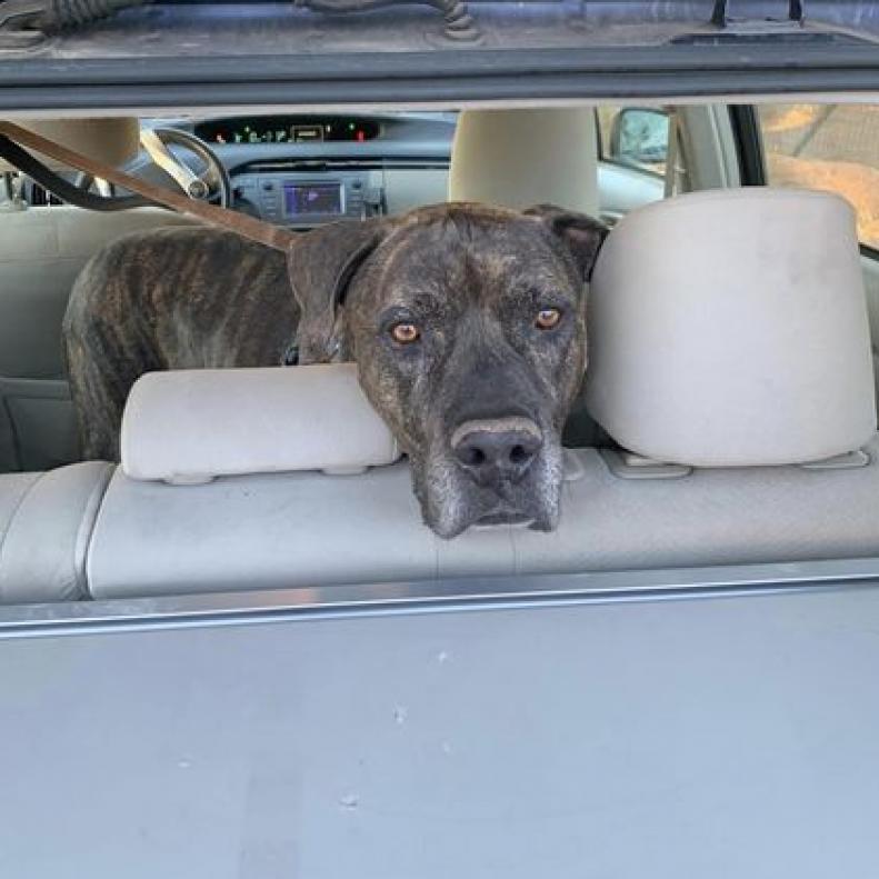 Buzz Lightyear, an adoptable American Staffordshire Terrier in Kanab, UT, 84741 | Photo Image 2