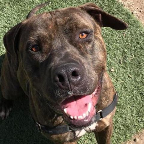 Buzz Lightyear, an adoptable American Staffordshire Terrier in Kanab, UT, 84741 | Photo Image 3