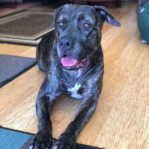 Buzz Lightyear, an adoptable American Staffordshire Terrier in Kanab, UT, 84741 | Photo Image 4